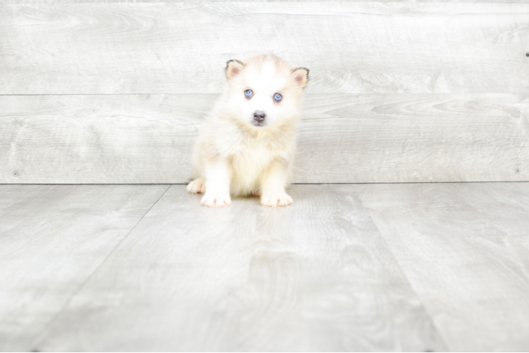 Pomsky Puppy for Adoption