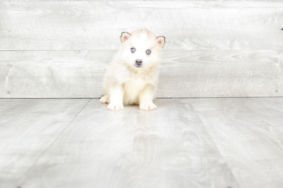 Pomsky Puppy for Adoption