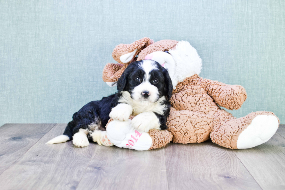 Mini Bernedoodle Puppy for Adoption