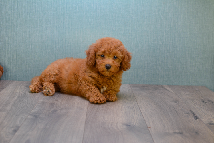 Petite Mini Goldendoodle Poodle Mix Pup