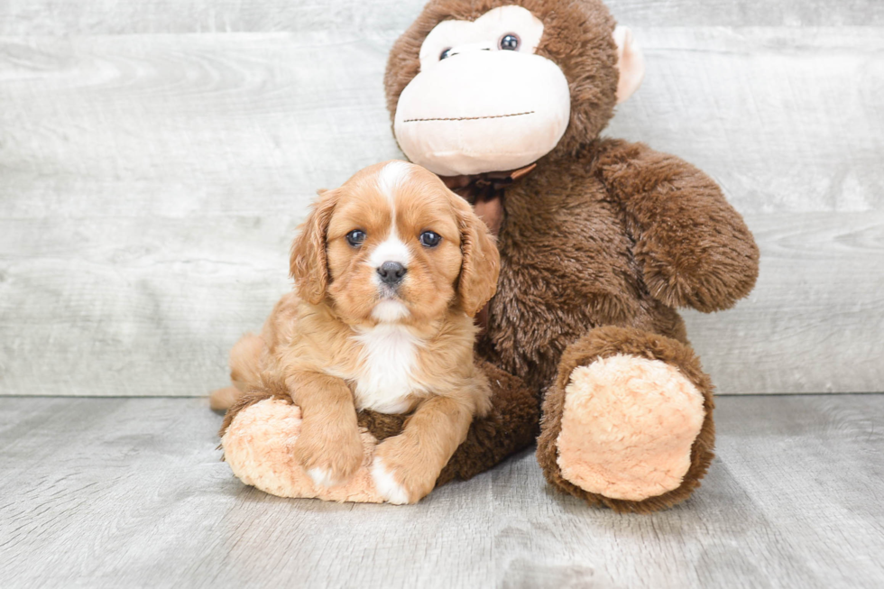 Cavalier King Charles Spaniel Pup Being Cute