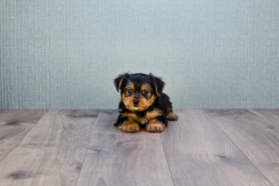 Meet Jeremy - our Yorkshire Terrier Puppy Photo 
