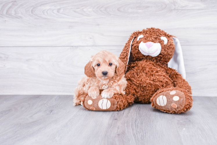 Funny Mini Goldendoodle Poodle Mix Pup