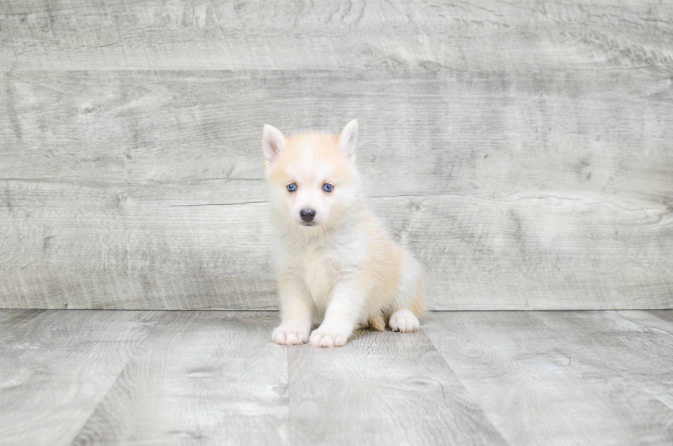 Playful Mini Husky Designer Puppy