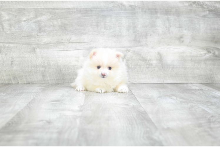 Pomeranian Puppy for Adoption