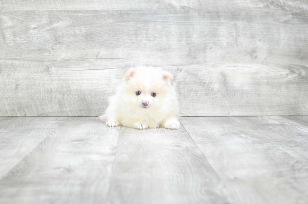 Pomeranian Puppy for Adoption