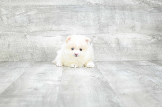 Pomeranian Puppy for Adoption