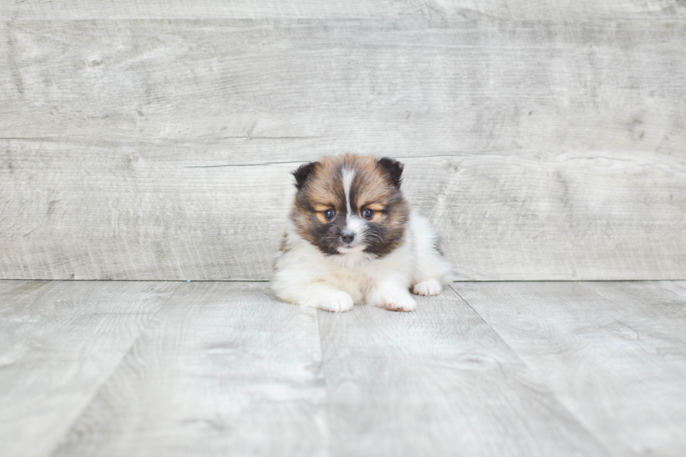 Energetic Pomeranian Purebred Puppy