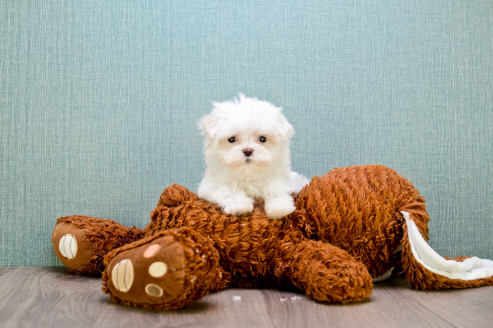 Friendly Maltese Baby