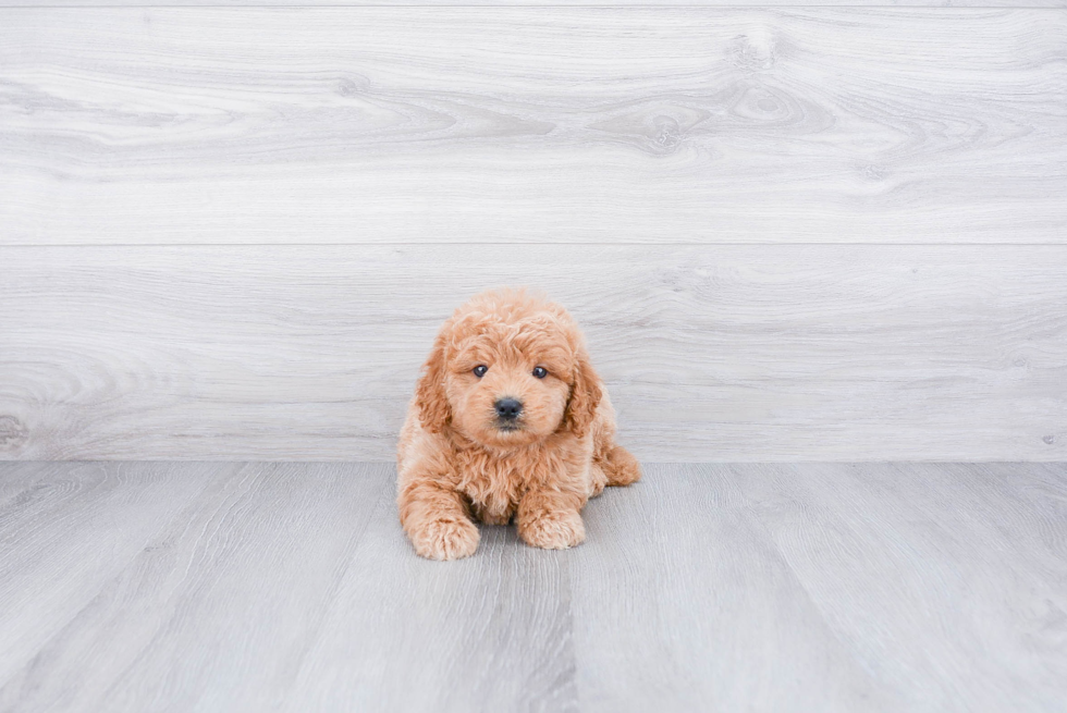 Best Mini Goldendoodle Baby