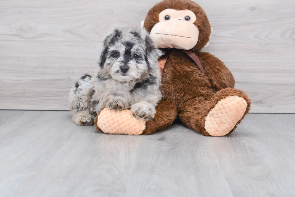 Smart Mini Aussiedoodle Poodle Mix Pup