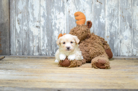 Cute Maltipoo Baby