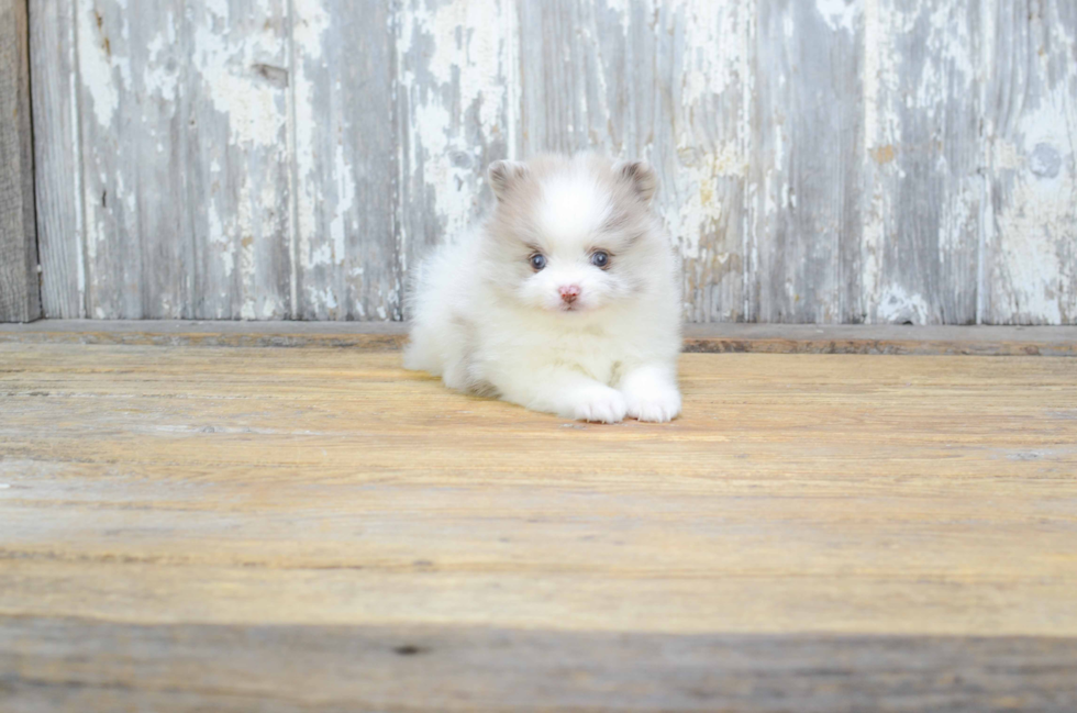 Pomeranian Pup Being Cute