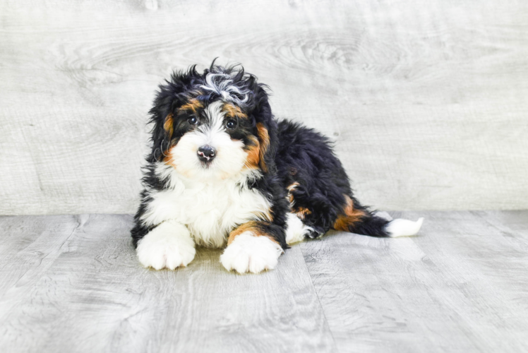 Adorable Mini Berniedoodle Poodle Mix Puppy