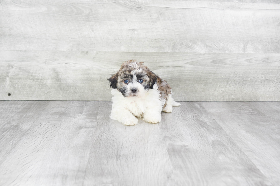 Havanese Puppy for Adoption