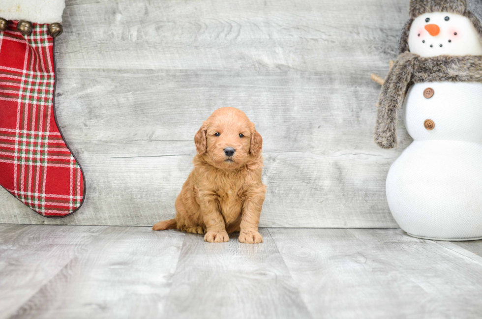 Sweet Mini Goldendoodle Baby