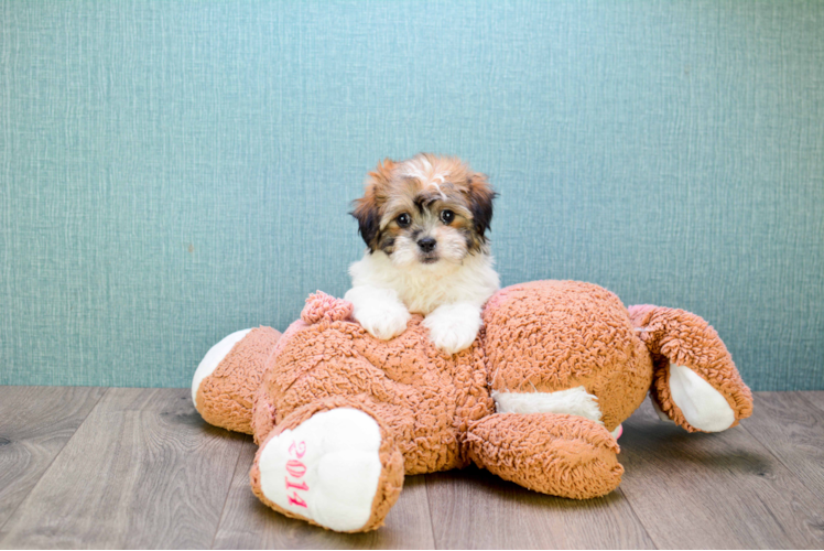 Cute Teddy Bear Baby