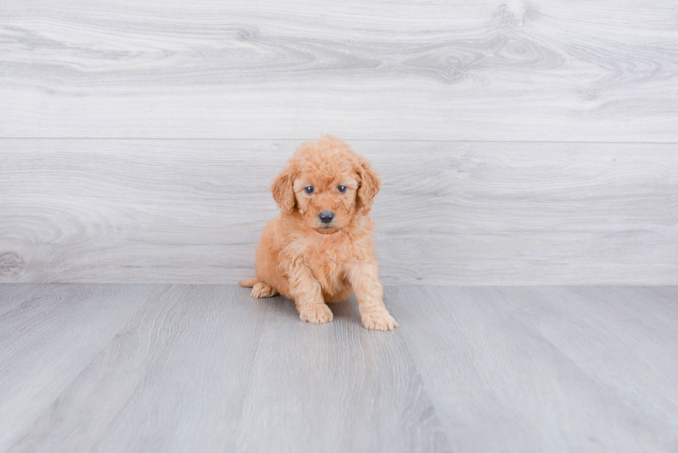 Small Mini Goldendoodle Baby