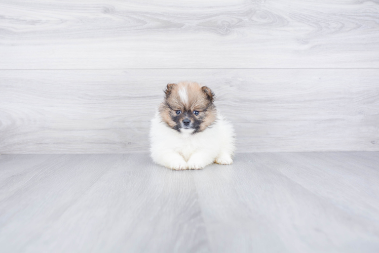 Popular Pomeranian Baby