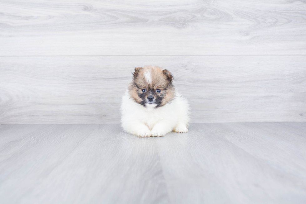 Popular Pomeranian Baby