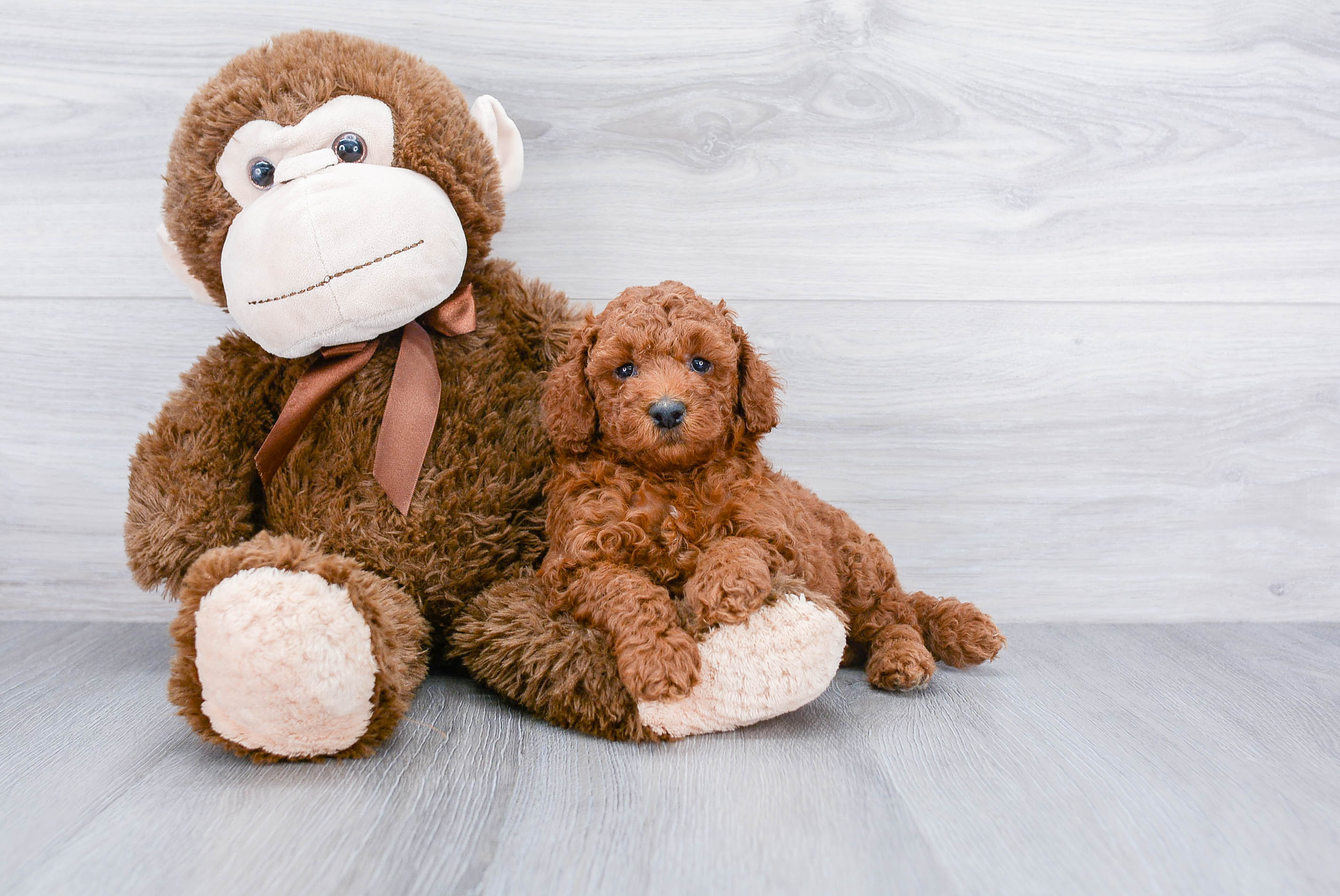 Smart Pudle Purebred Puppy