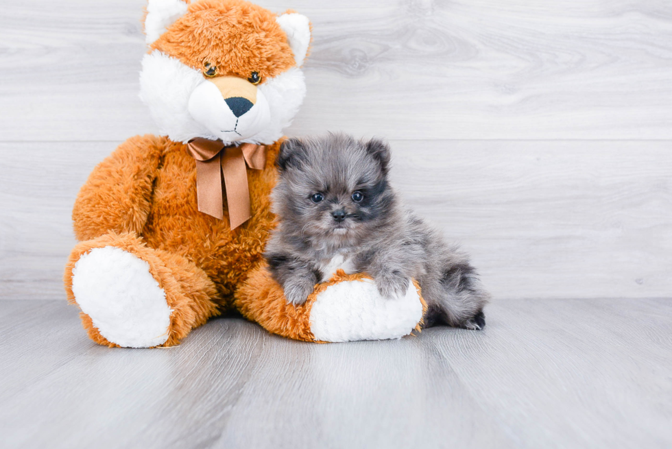 Best Pomeranian Baby