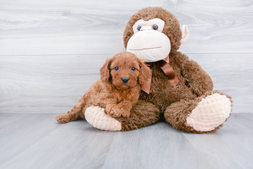 Cavapoo Pup Being Cute