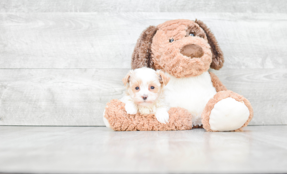 Smart Maltipoo Poodle Mix Pup