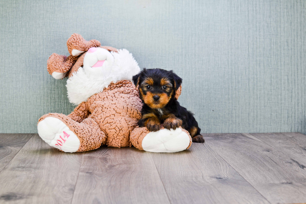 Meet Rascal - our Yorkshire Terrier Puppy Photo 