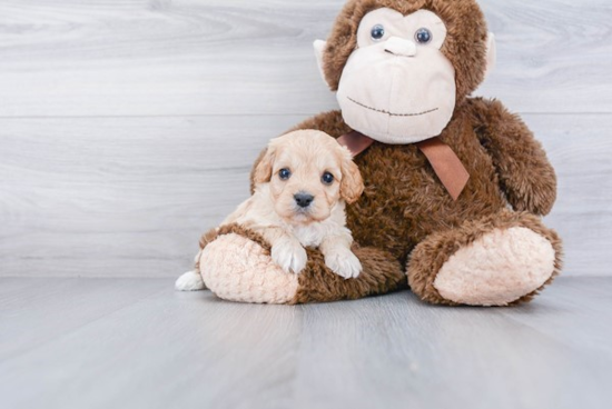 Best Cavapoo Baby