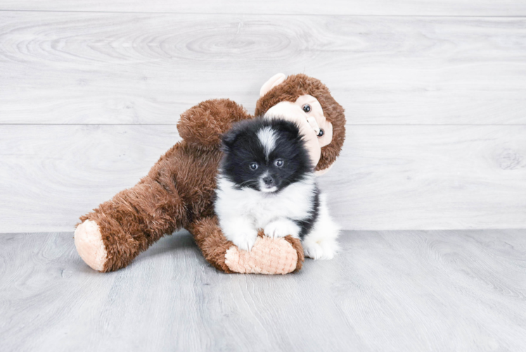 Pomeranian Pup Being Cute