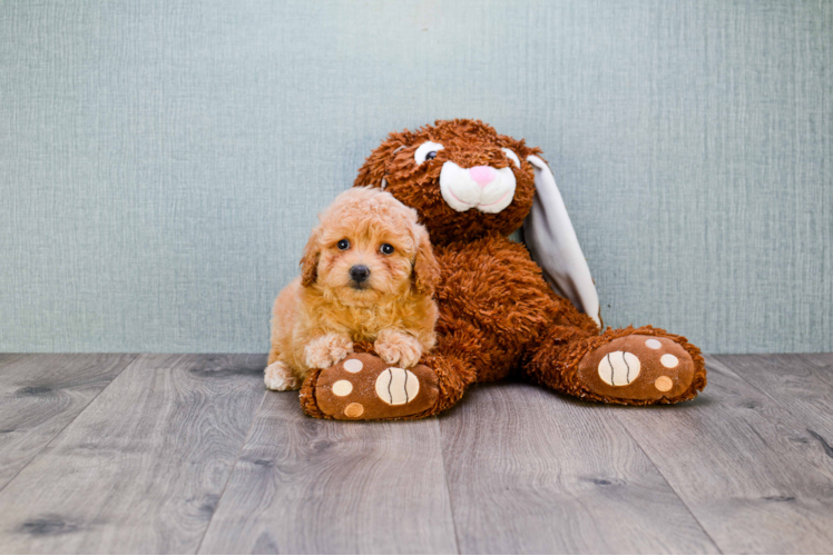 Maltipoo Puppy for Adoption