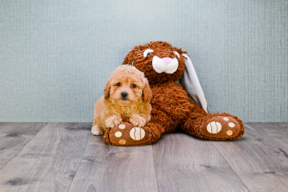 Maltipoo Puppy for Adoption