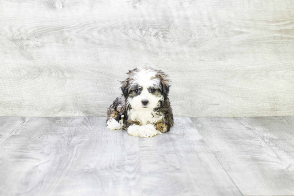 Adorable Havanese Purebred Puppy