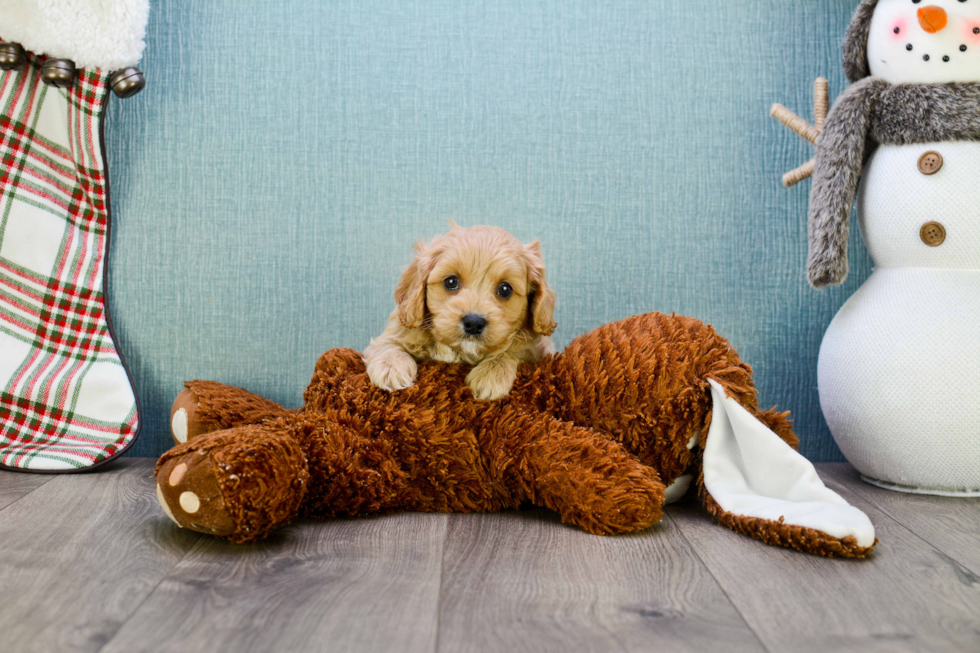 Funny Cavapoo Poodle Mix Pup