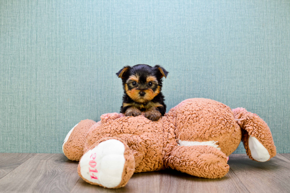 Meet Giselle - our Yorkshire Terrier Puppy Photo 