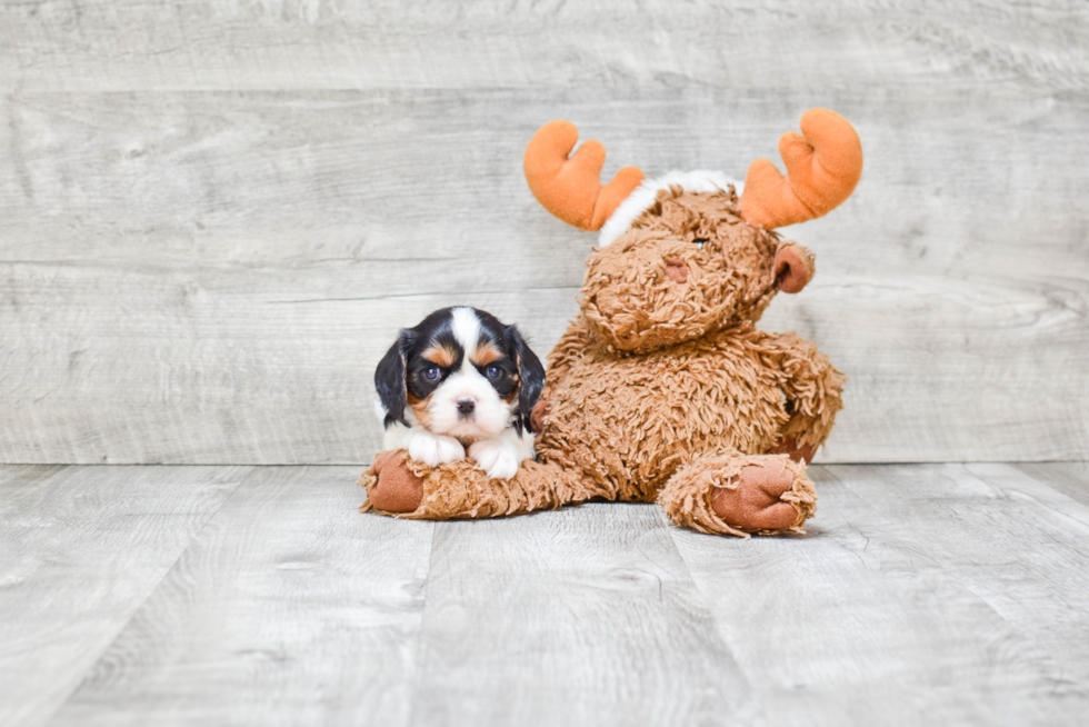 Friendly Cavachon Baby