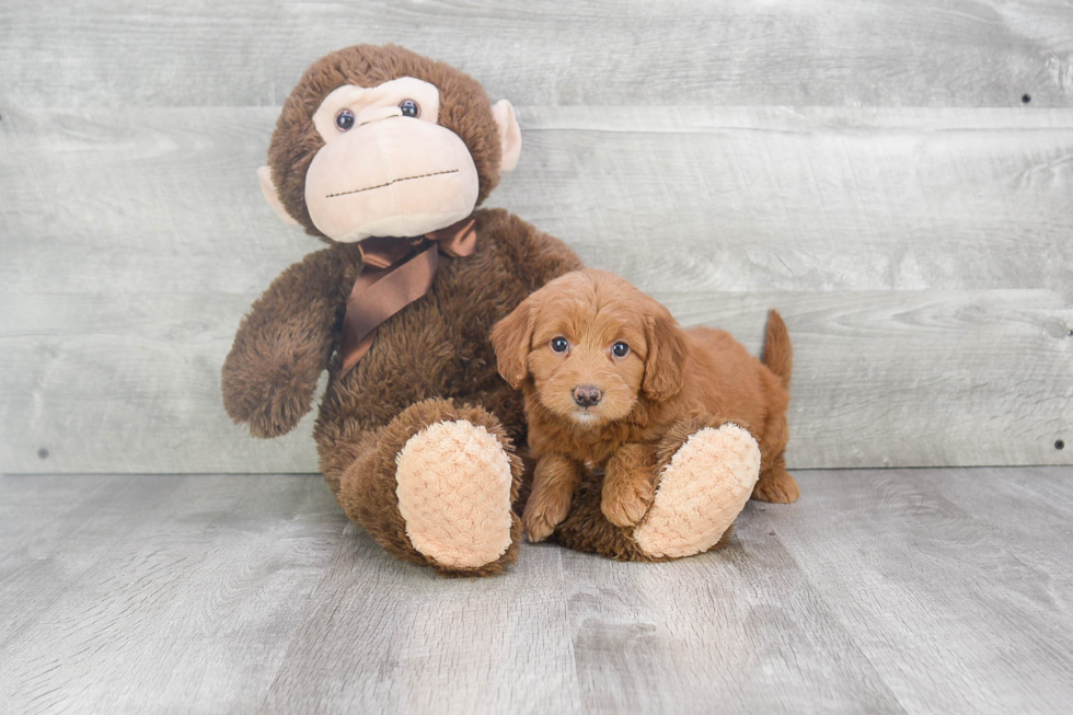 Friendly Mini Goldendoodle Baby