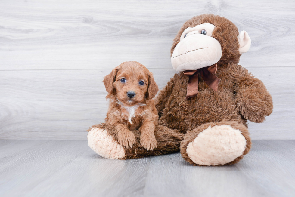 Funny Cockapoo Poodle Mix Pup