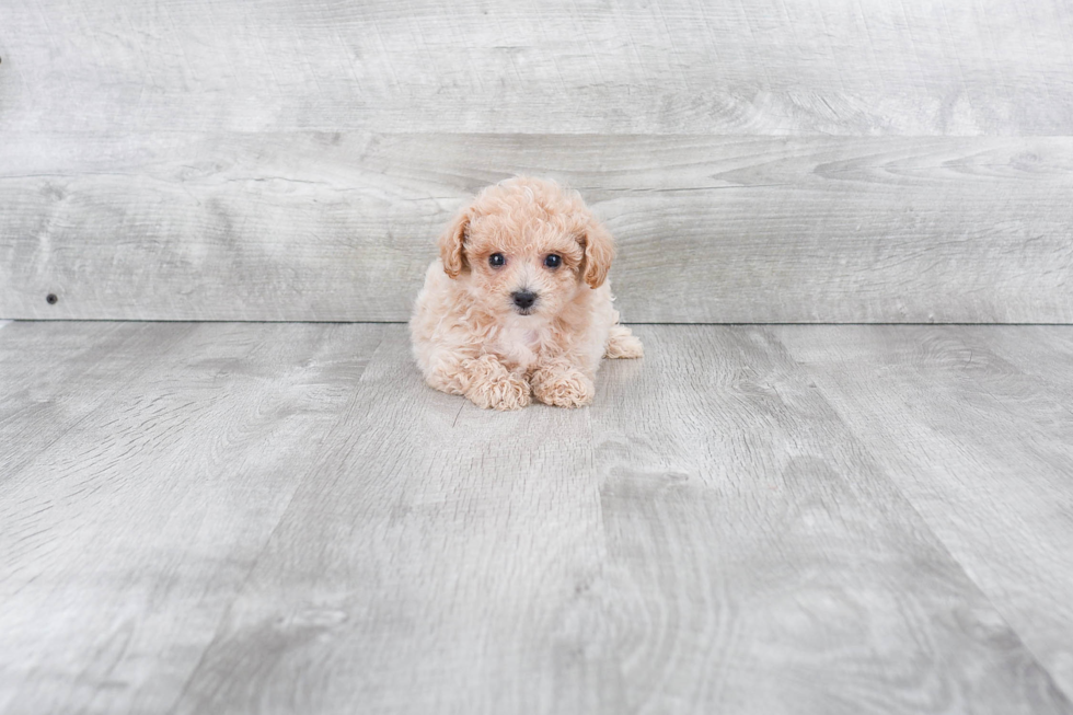 Sweet Maltipoo Baby