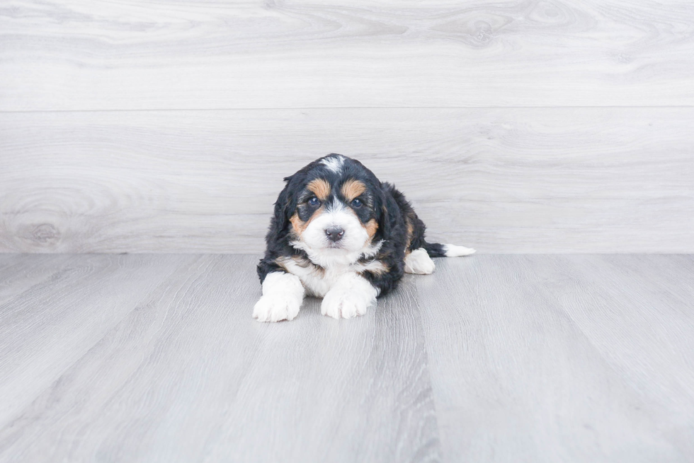 Sweet Mini Bernedoodle Baby