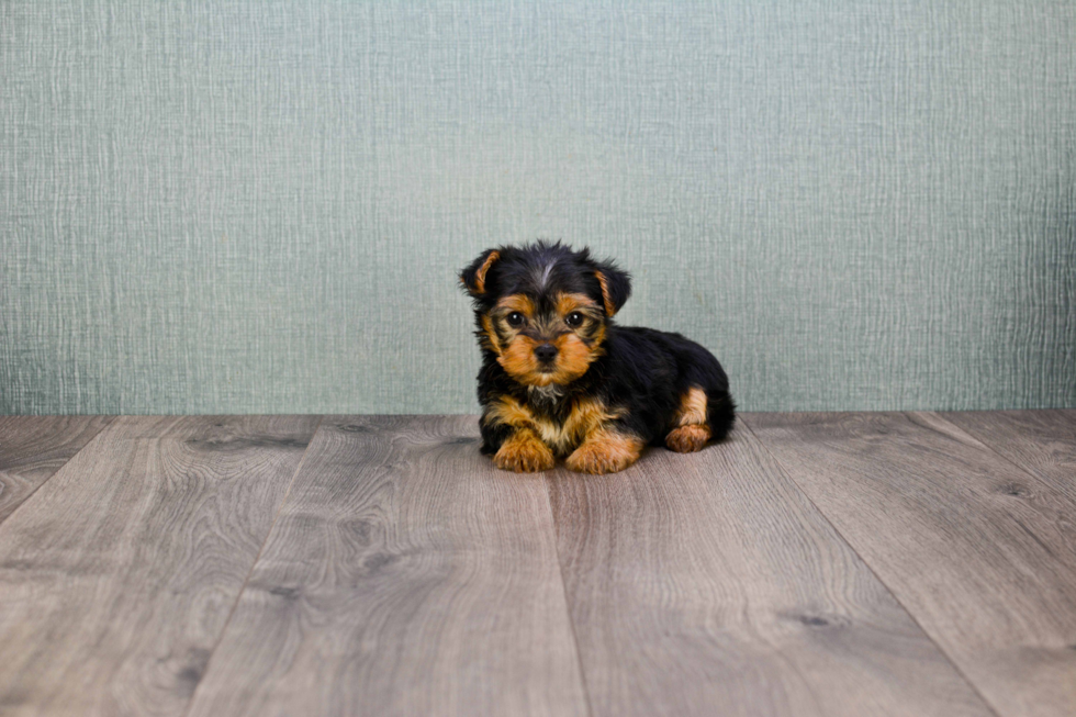 Meet Izzie - our Yorkshire Terrier Puppy Photo 