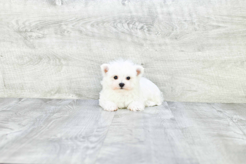 Akc Registered Maltese Purebred Pup