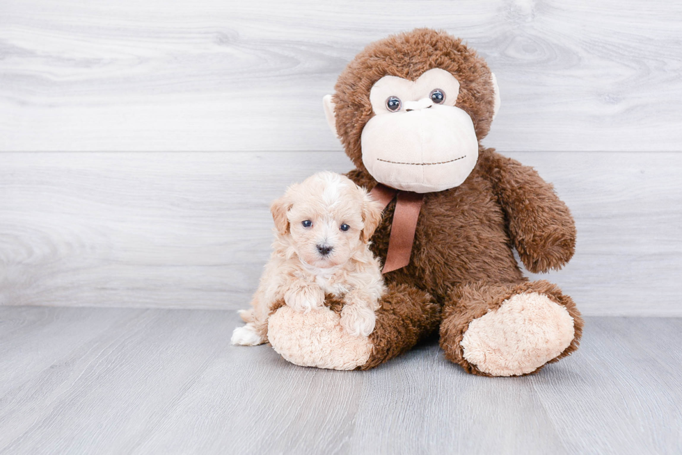 Fluffy Maltipoo Poodle Mix Pup