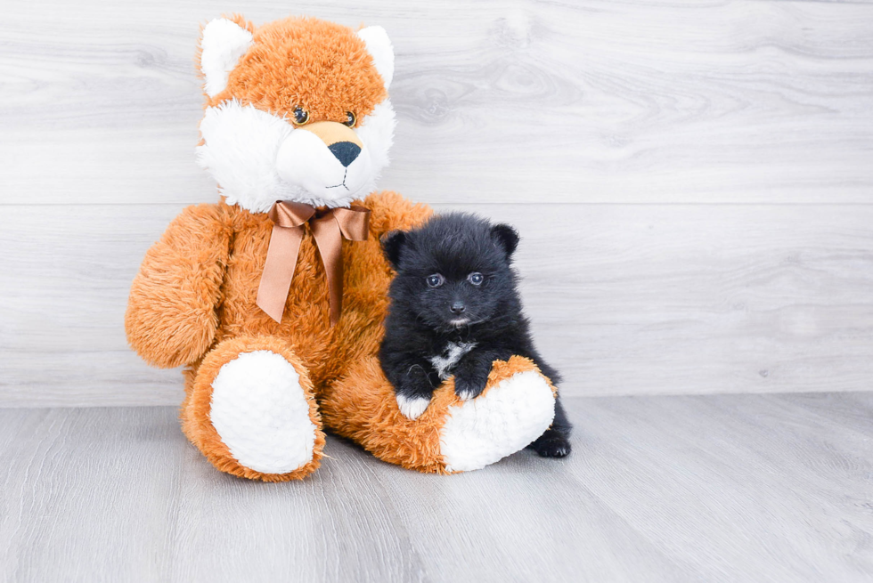 Best Pomeranian Baby