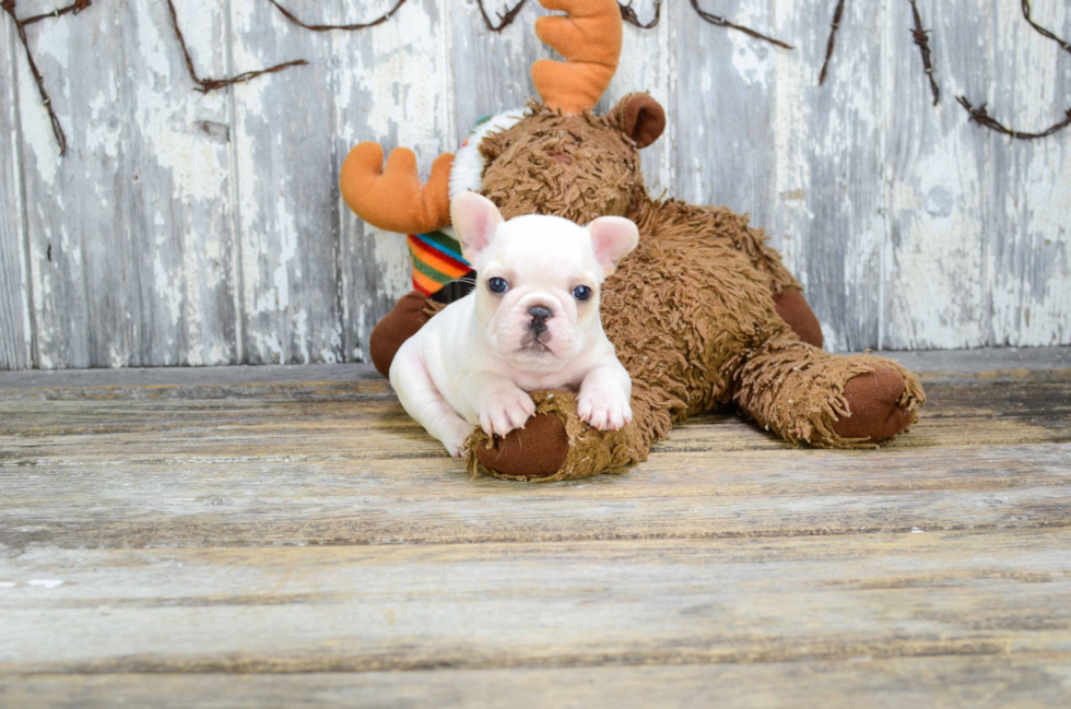 Small French Bulldog Baby