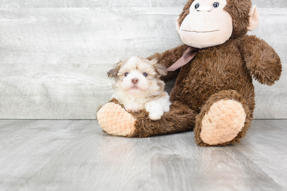 Friendly Havanese Baby