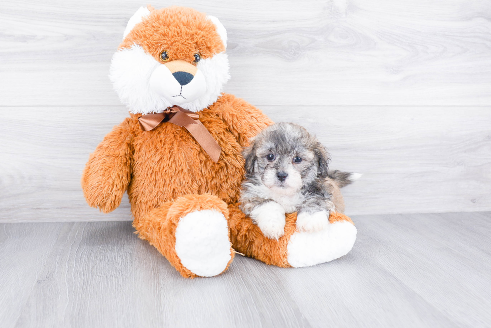 Petite Teddy Bear Designer Pup