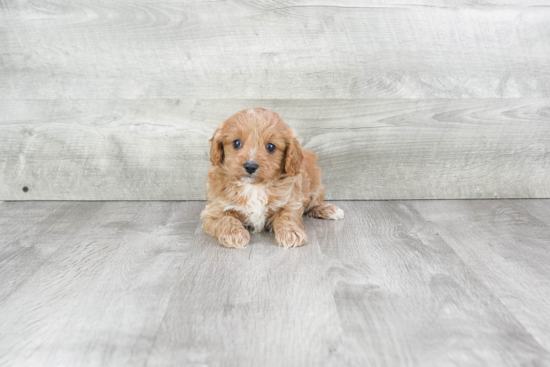 Cavapoo Puppy for Adoption