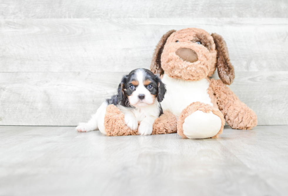 Cavalier King Charles Spaniel Puppy for Adoption